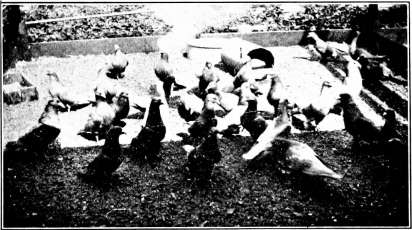 Hranirea si antrenarea porumbeilor de zbor in 1886 