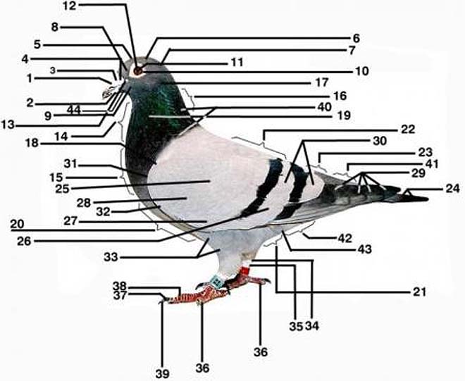Anatomia porumbeilor